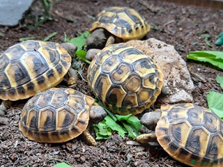 Tortoise reptiles - Advert 1