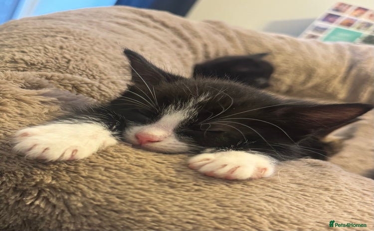 British Longhair cats - Advert 2