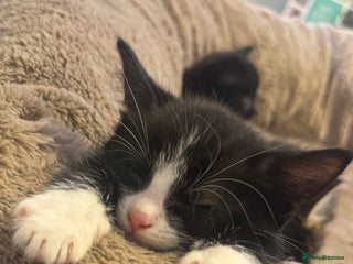 British Longhair cats - Advert 5