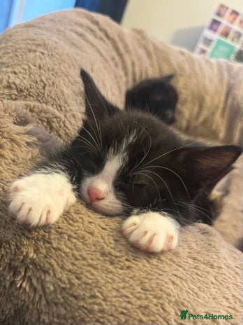 British Longhair cats - Advert 3