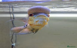 Cichlids fish for sale: Zhen zue male flowerhorn  - Image 4