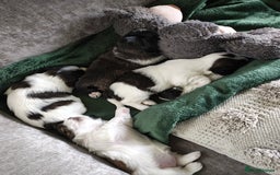 Lhasa Apso dogs for sale: Beautiful Lhasa apso pups - Image 4