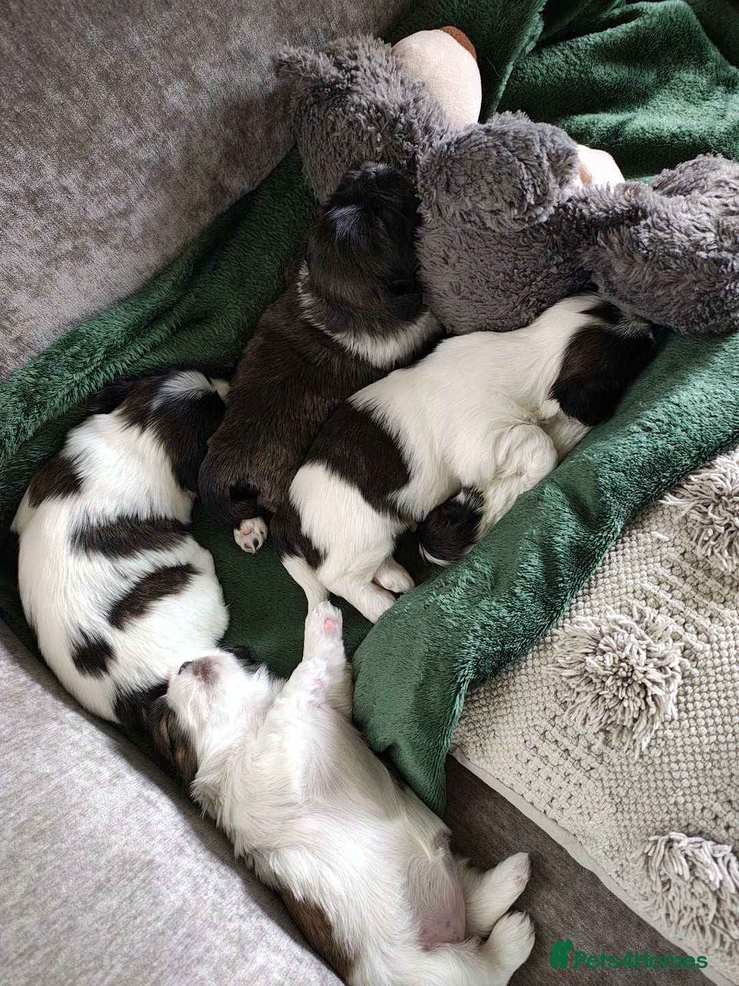 Lhasa Apso dogs for sale: Beautiful Lhasa apso pups - Image 4