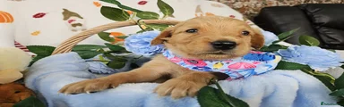 Golden Retriever Puppy 3