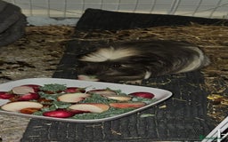 Guinea Pig rodents for sale: Beautiful Grey and white long haired Storm. - Advert 6