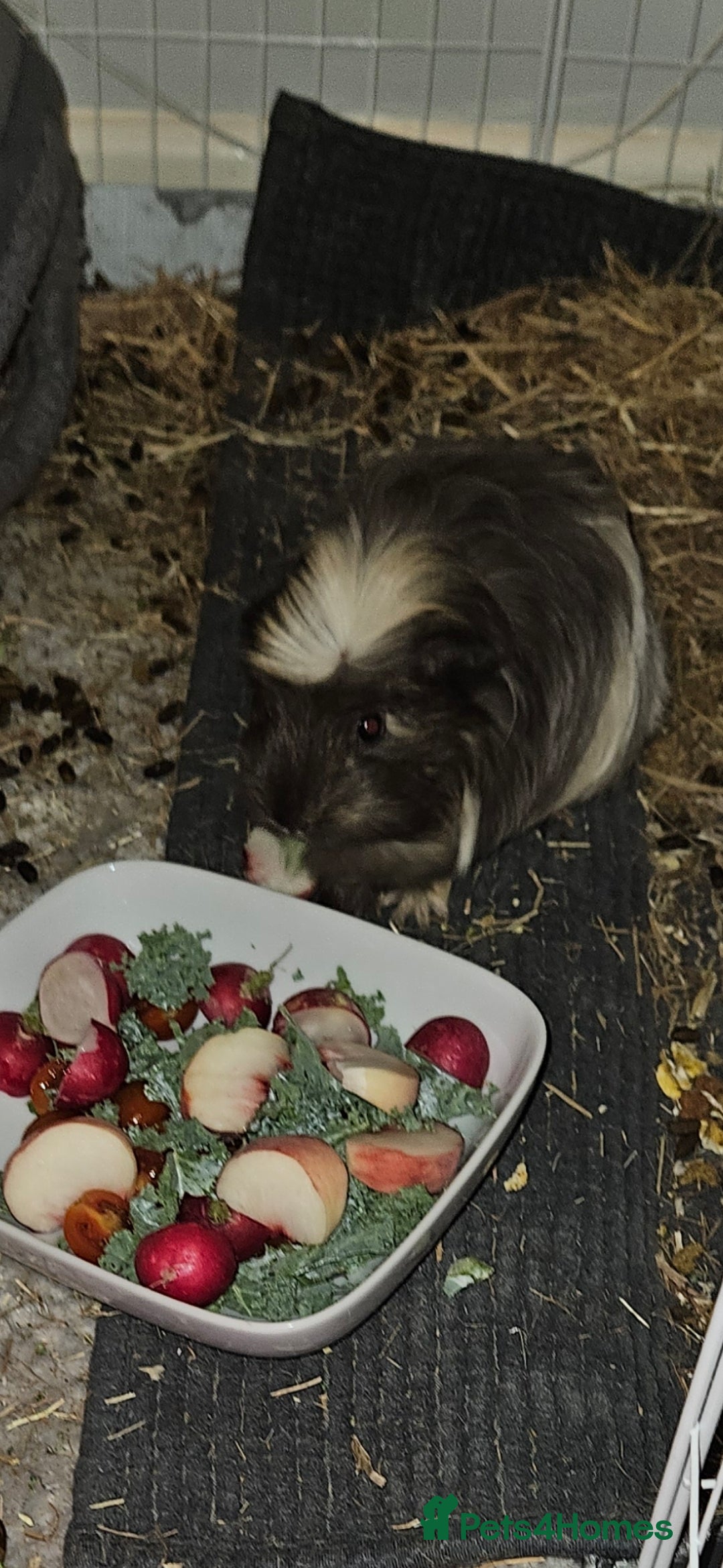 Guinea Pig rodents for sale: Beautiful Grey and white long haired Storm. - Advert 6