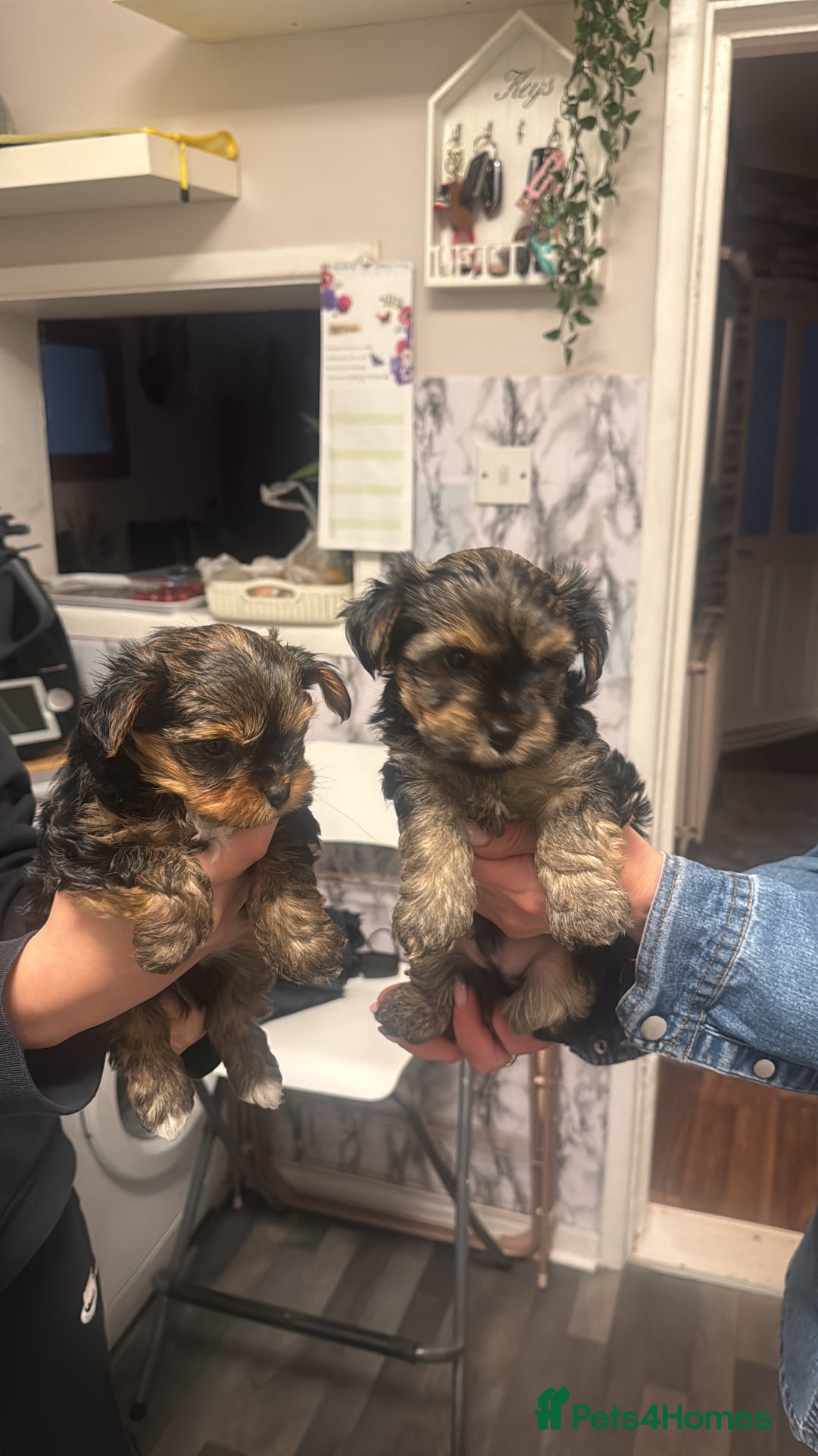 Yorkshire Terrier dogs for sale: YORKSHIRE TERRIER 2 BOYS  - Image 4