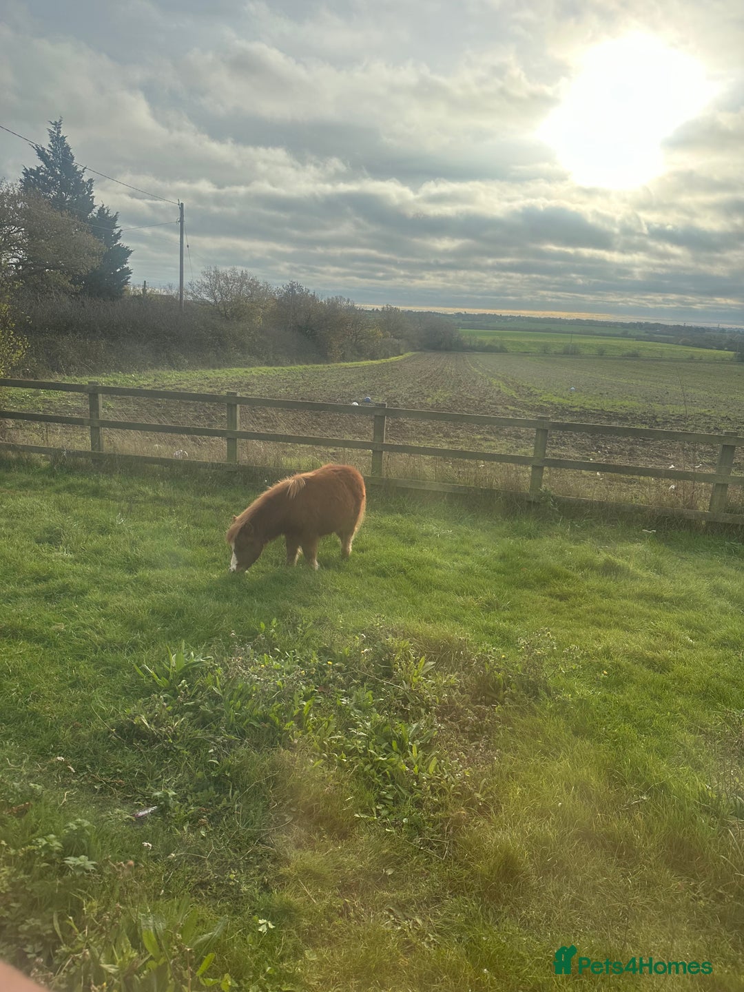 Shetland pony horses for sale: Miniature Shetland pony  - Advert 4