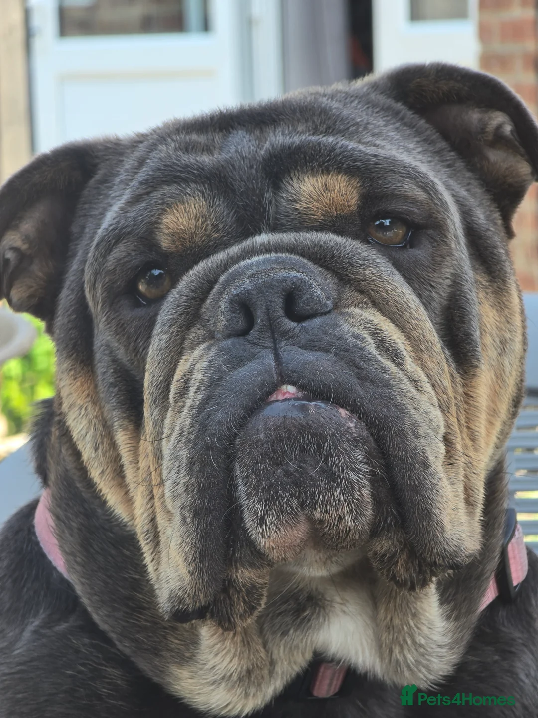 Olde English Bulldogge dogs for sale: Blue/tan old english bulldog  - Advert 7