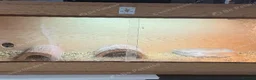 Tortoise reptiles for sale: Spurtheigh tortoise in Swansea - Advert 3