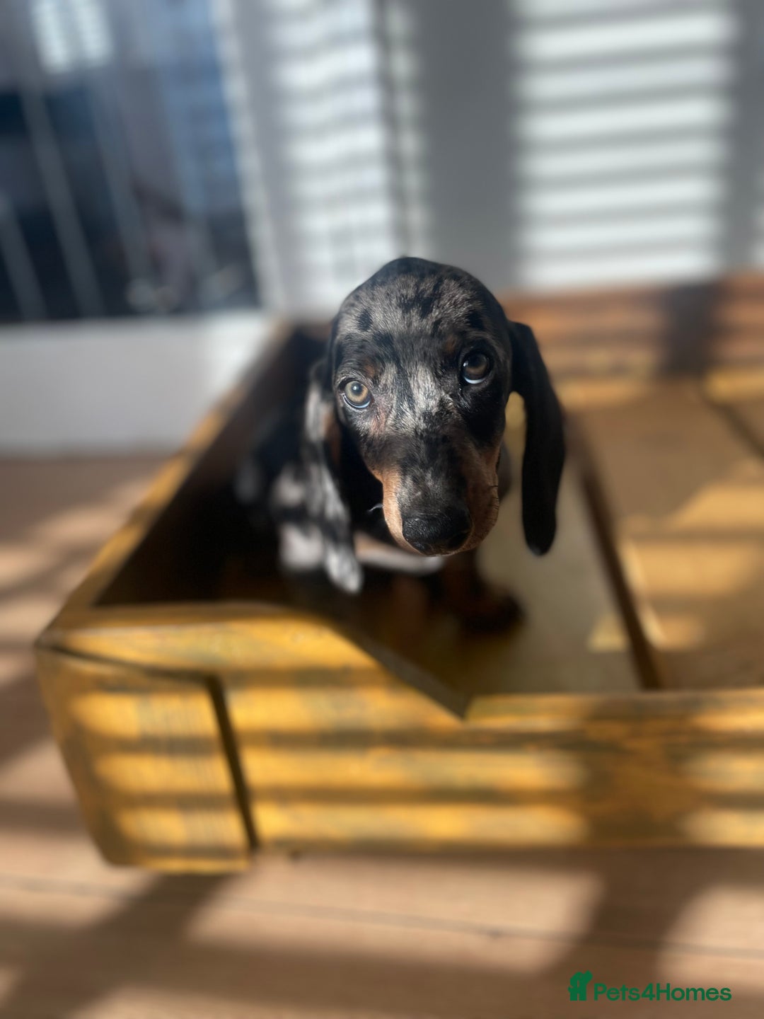Dachshund dogs for sale: Bandit Beans  - Advert 2