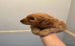 Cockapoo dogs for sale: Toy Cockapoo Puppies  - Image 4