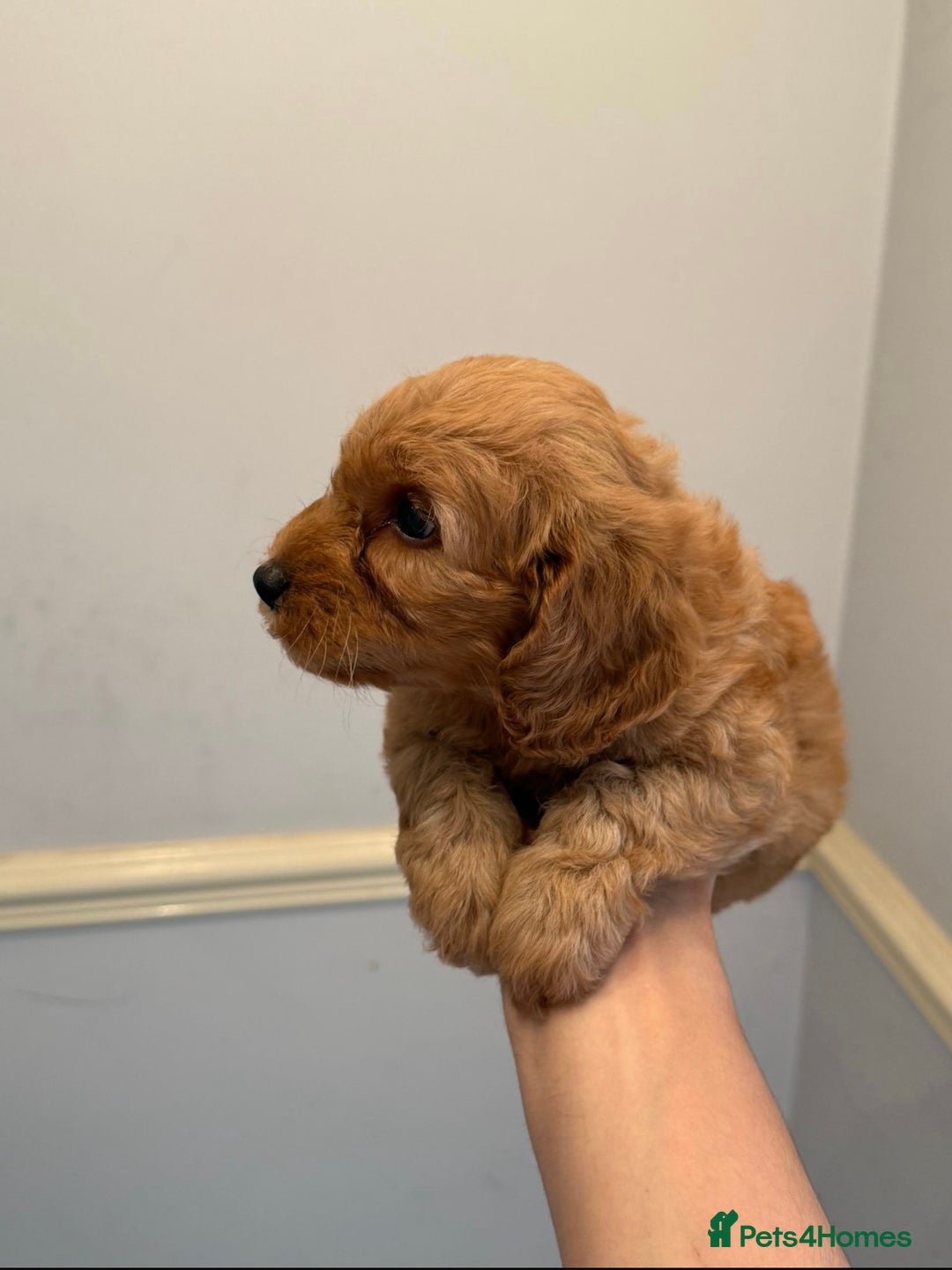 Cockapoo dogs for sale: Toy Cockapoo Puppies  - Image 4