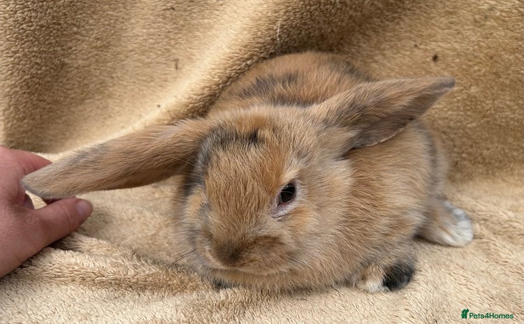 Mini Lop rabbits - Advert 17