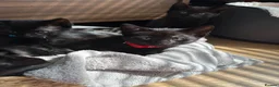 Mixed Breed cats for sale: 3 Black Male Kittens ready to leave now  - Advert 3