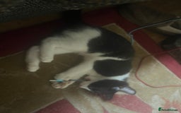 Mixed Breed cats for sale: Beautiful kittens  in Northwich - Image 6