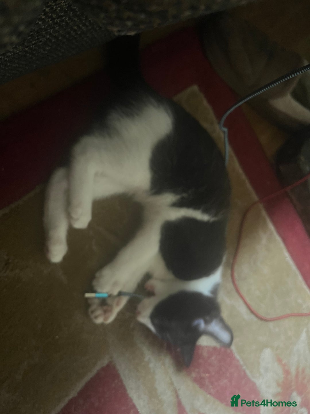 Mixed Breed cats for sale: Beautiful kittens  in Northwich - Image 6
