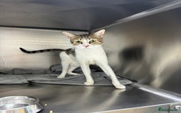 Arabian Mau cats for adoption: Female Rescue Cat for Adoption - Image 2