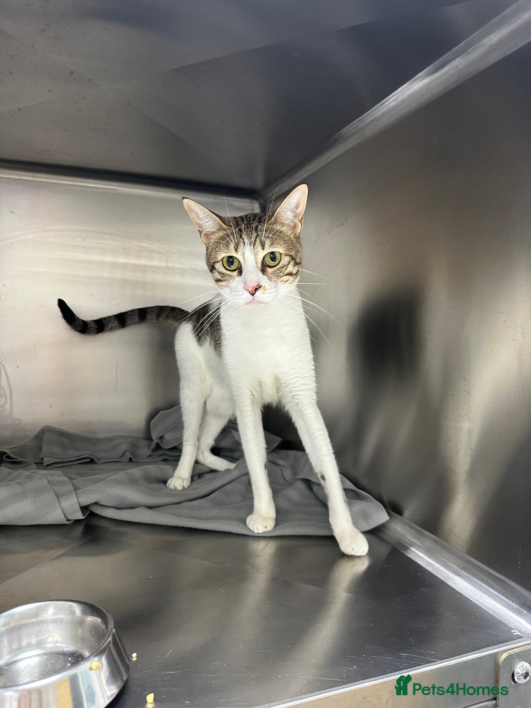Arabian Mau cats for adoption: Female Rescue Cat for Adoption - Image 2
