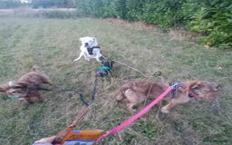 Mixed Breed dogs for adoption: Beautiful Boo - Image 2