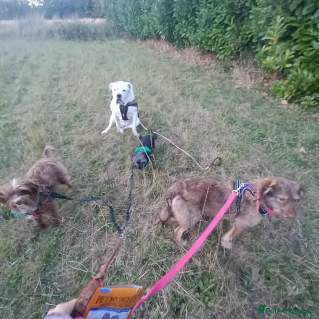 Mixed Breed dogs for adoption: Beautiful Boo - Image 2