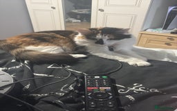 Mixed Breed cats for sale: Female Calco cat for sale  - Image 1