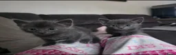 Mixed Breed cats for sale: 3 black male and 1 grey female kitten in Much Wenlock - Advert 5