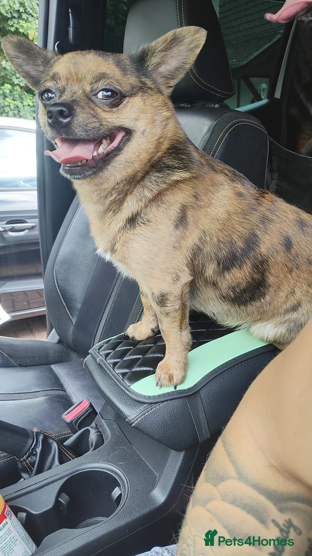 Mixed Breed dogs for stud: POMERANIAN x JACK RUSSELL CHIHUAHUA MIX STUD DOG - Advert 3