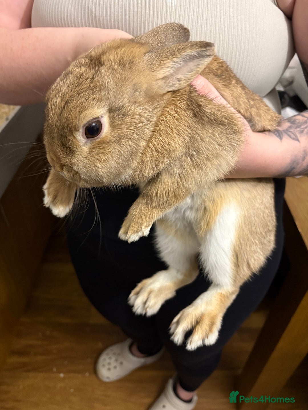 Netherland Dwarf rabbits for sale: 2 x Netherland dwarf rabbits  - Advert 3
