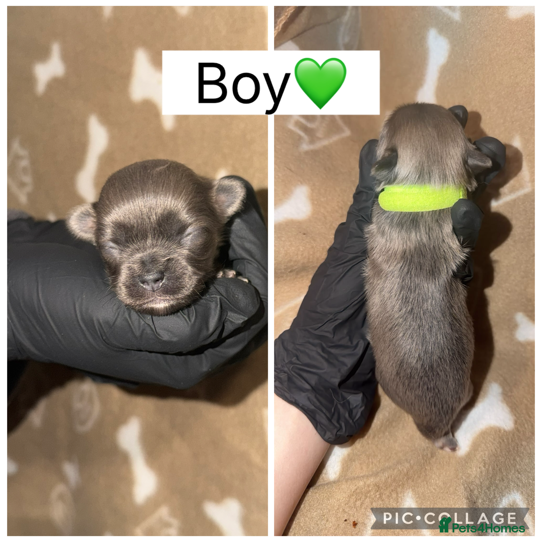 Chihuahua dogs for sale: Fluffy chihuahuas - Advert 4