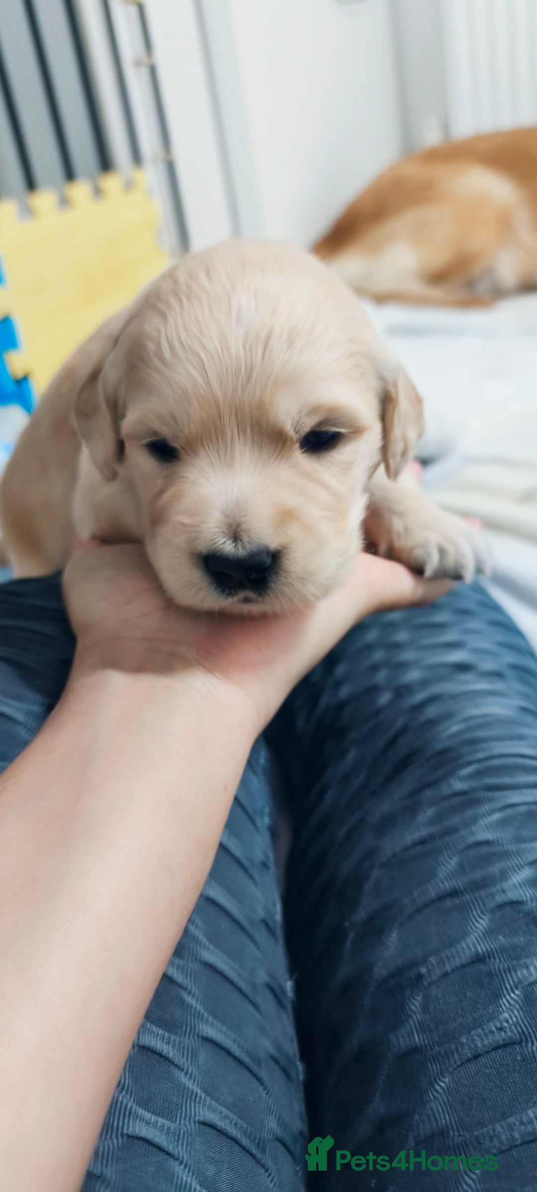 Golden Retriever dogs for sale: Gorgeous golden retriever puppies 🐕 - Advert 21