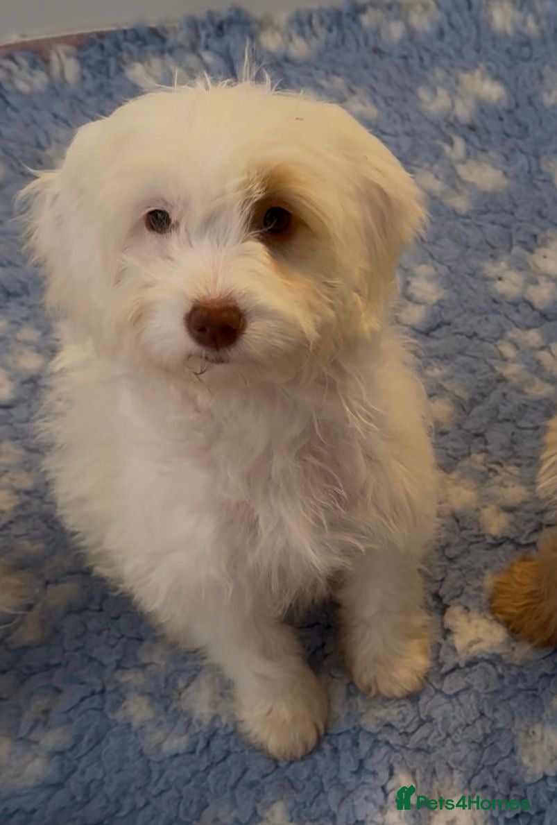 Cockapoo dogs Healthy & Happy Cockapoos ✨ - Advert 1