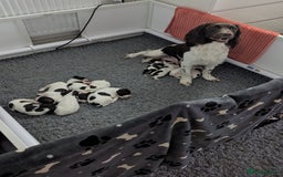 English Springer Spaniel dogs for sale: Adorable Springer Spaniel Puppies - Image 9