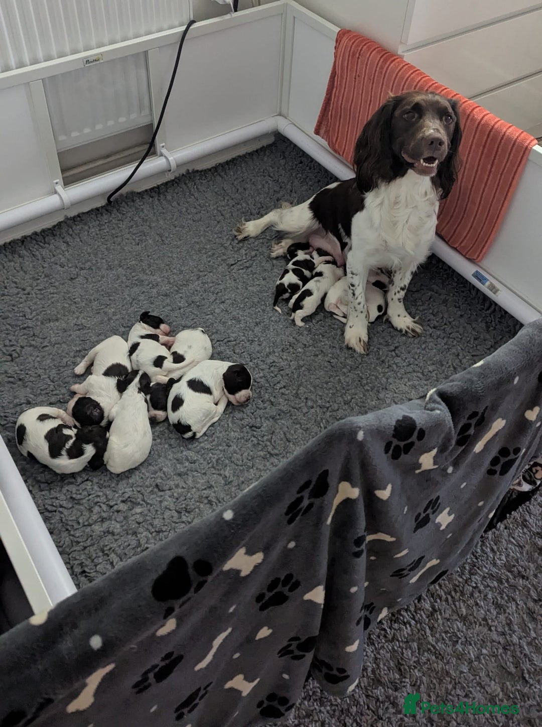 English Springer Spaniel dogs for sale: Adorable Springer Spaniel Puppies - Image 9