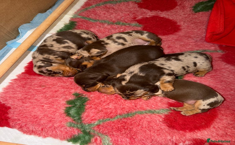 Miniature Dachshund dogs KC reg Miniature Dachshunds available 24thDecember - Advert 4