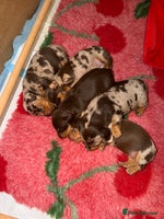 Miniature Dachshund dogs KC reg Miniature Dachshunds available 24thDecember - Advert 10