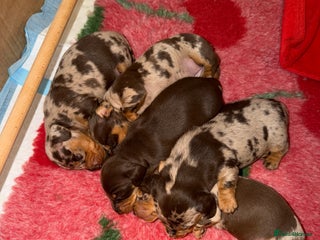 Miniature Dachshund dogs KC reg Miniature Dachshunds available 24thDecember - Advert 5