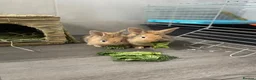 Lionhead rabbits for sale: 2 lion head sisters  - Advert 6