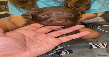 Mixed Breed dogs Beautiful Family-Raised Sheprador Puppies - Advert 4