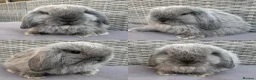 Mini Lop rabbits for sale: Pure mini lops - Advert 4