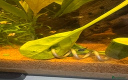 Mollies fish for sale: Guppies & Mollies - Image 5