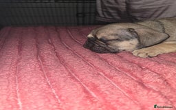 French Bulldog dogs for sale: French bull dog Puppies - Image 11
