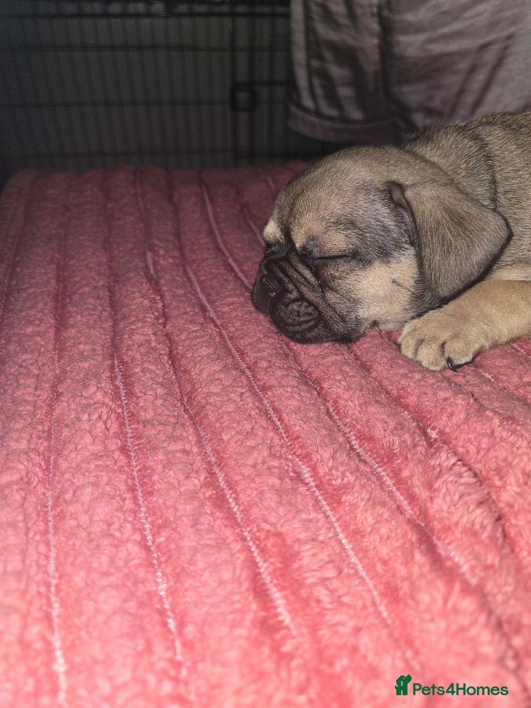 French Bulldog dogs for sale: French bull dog Puppies - Image 11