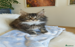 Maine Coon cats for sale: Maine Coon Kittens - Fluffy Chaos Incoming - Image 3