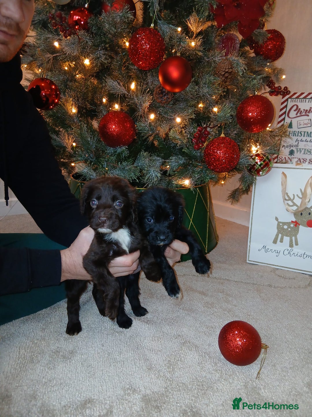 Cocker Spaniel dogs for sale: 2 beautiful cocker spaniel pups ready now - Advert 3