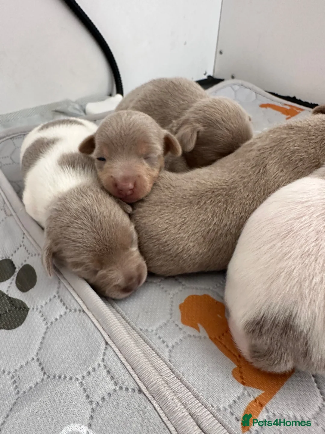 Jack Russell dogs for sale: Jack Russel Puppys small short legged - Advert 5