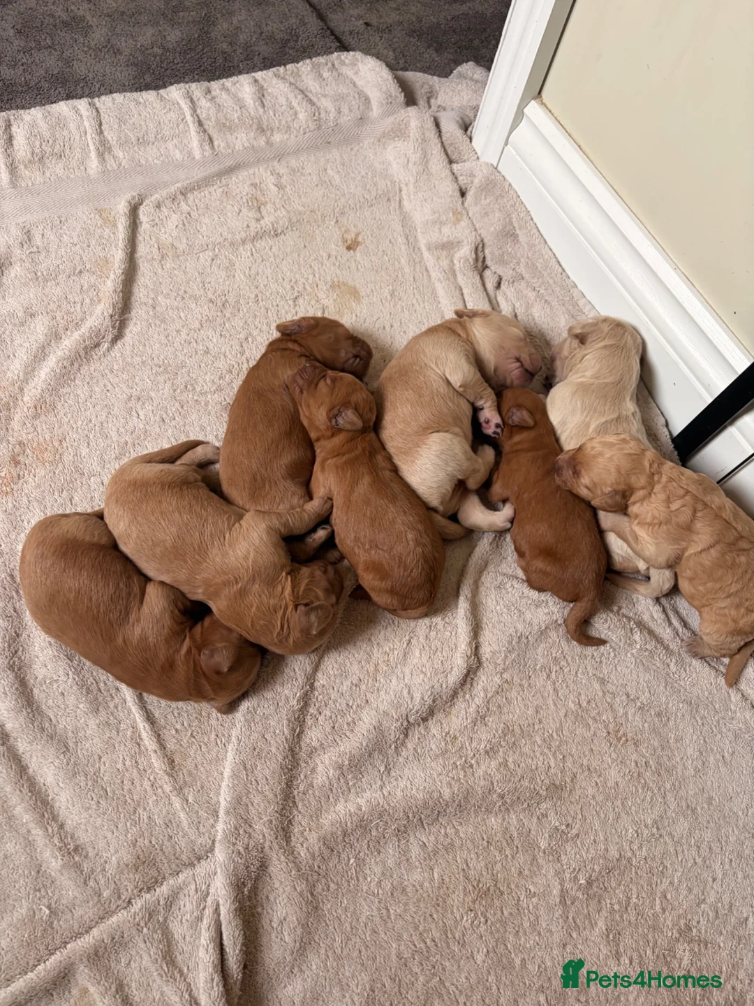 Mini Goldendoodle dogs for sale: F2 miniature goldendoodles - Advert 3