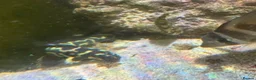 Angelfish fish for sale: mature marine tank closure  - Advert 10