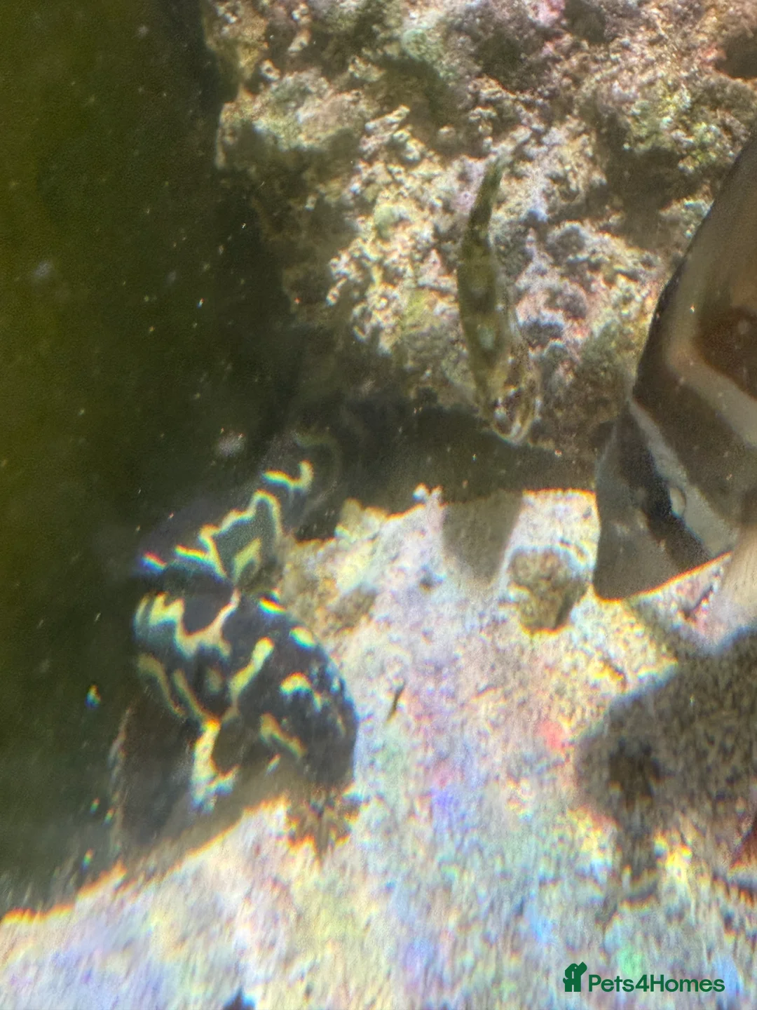 Angelfish fish for sale: mature marine tank closure  - Advert 10