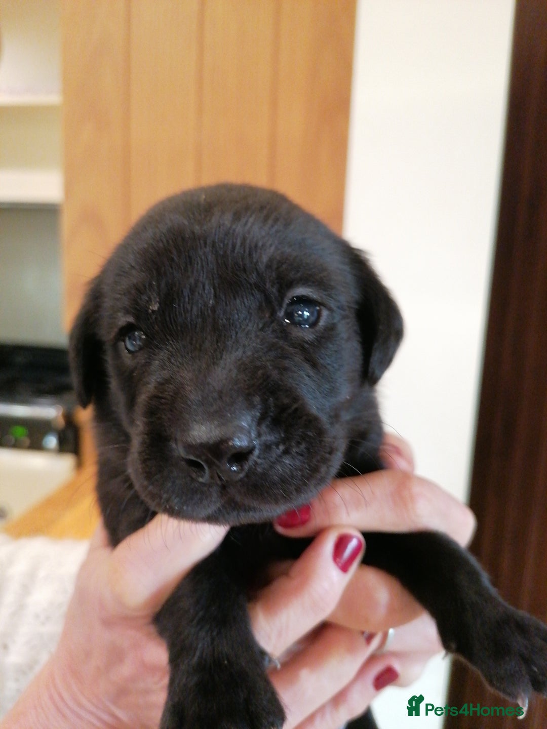 Labrador Retriever dogs for sale: KC registered, FtCH bloodline labradors  - Advert 16